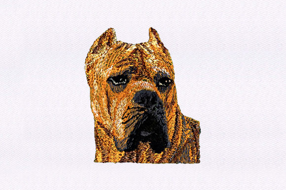 Brown Dog